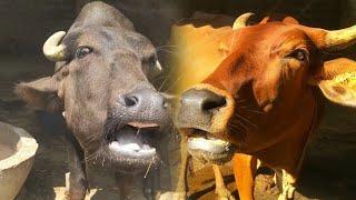 calf  / cow sound video  Ep - 01 #cow #village #animals #calf #cute #big #sound