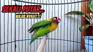 Lovebird NGEKEK PANJANG, SUARANYA Memancing Lovebird Manapun WAJIB BUNYI, COBA SAJA, !!