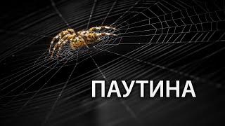 Интересные факты о паутине и пауках