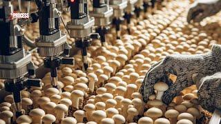 How are MILLIONS of MUSHROOMS Harvested And Canned | Mushroom Farming