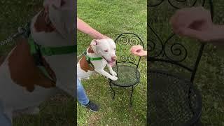 Meet Squid! #pets #adoptadog #cutedogs