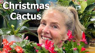  Christmas Cactus - Grow Your Own Holiday Decor!  #christmascactus #flowers