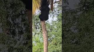 The bear comes down from the tree.#bear#ani #wildlife #wildanimals#Subscribe for more videos