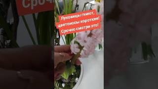 Луковицы гниют,цветоносы падают?СРОЧНО смотри это!Ты сам убиваешь свои луковичные!5 фатальных ошибок