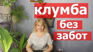 Клумба без хлопот. Неприхотливые красивые цветы, которые размножаются самосевом