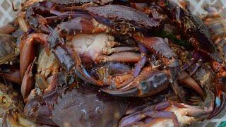 Sea cucumbers & crabs, big red legs crawling all over the floor!