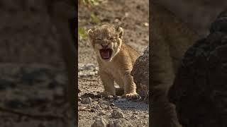 A tiny lion cub, just a few weeks old, letting out desperate cries for its mother.