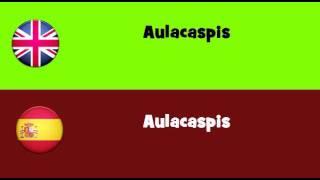 FROM ENGLISH TO SPANISH = Aulacaspis