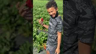 Strawberry UPicking season #folsom #sacramento