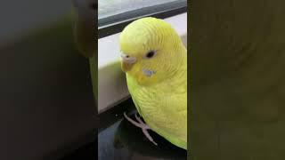 Bob came super close to camera :)))) #budgies #parrot #pets #shorts #unstoppable #sia #camera