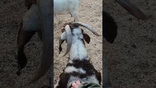 Oh Dreamer️#goats #goat #goatfarming #goatfarm #goatlife#goatlovers