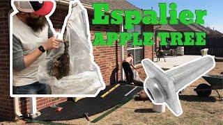 My First Espalier Install And Stark Bro’s Unboxing - Apple Tree