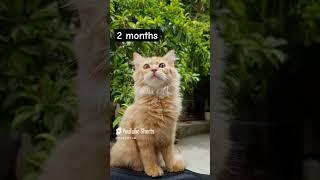Losing kitten features ️ #cat #catshorts #kitten #transformation #cutecat #kitty #cuteness