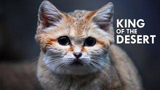 Sand Cat: The King of the Desert