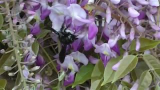 Xylocopa violacea - Zadrzechnia fioletowa, Branice 2019r.