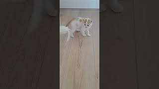 cute cat funny videos 