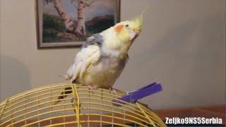 Cute cockatiel bird singing a song (Nimfa papagaj peva pesmicu)