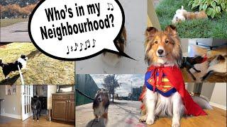 "Who's in my Neighbourhood?"  a hilarious Biscuit Talky on Cricket "the sheltie" Chronicles e250