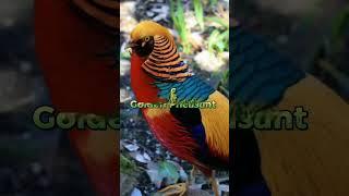 Top 10 Beautiful Animals In The World #shorts#factshorts#shortvideo