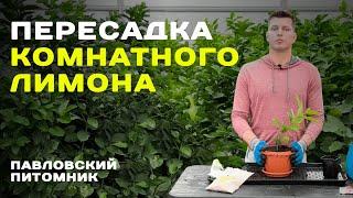 Как пересадить комнатный лимон? Опыт Павловского питомника.