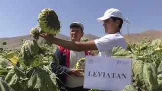 Левиатан. Истеъмолга мўлжалланган кунгабоқар уруғи