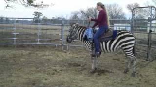 Riding Newman the Zebra