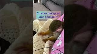 #афоня #милыеживотные #домашняяобезьяна