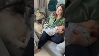 Финик и малыш. Новая история #новорожденный #помски #ребенок и #собака