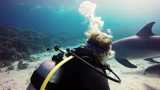 Smoothskin Rubber Frogwoman Diving With Dolphins