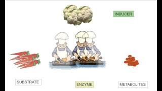 enzymes, induction and inhibition