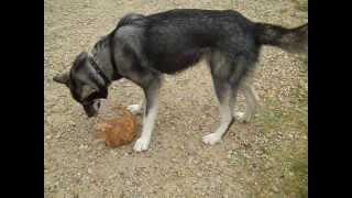 how a WOLF  tickles a kitten