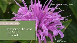 Monarda didyma 'Be Mine Lavender'