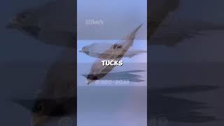 Peregrine Falcon The Aerial Assassin   #shorts #falcon #birdsofprey