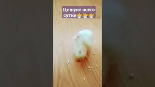 Наш цыплёнок Цыпуля научился  кушать #shorts #цыплята #цыпуня #цыплёнок