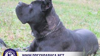Nero | dog guard team