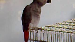 african grey imitating telephone ring