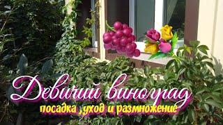 Девичий виноград.Лиана.Зеленая изгородь.Украшение сада.Посадка выращивание и уход.