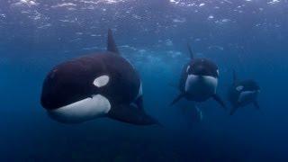 GoPro project New Zealand by Robert Marc Lehmann & Ingrid Visser Killer whales Orca underwater