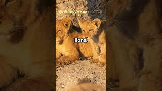 Save South Africa’s Lions: Act Now!