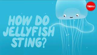 How does a jellyfish sting? - Neosha S Kashef