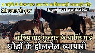 काठियावाड गुजरात से आए जावेद भाई घोड़ों के होलसेल व्यापारी | sarangkheda horse market 2024