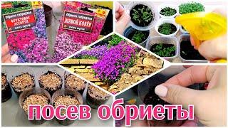 ПОСЕВ ОБРИЕТЫ// РАССАДА ЦВЕТОВ// АМИНОКИСЛОТЫ ДЛЯ РАССАДЫ