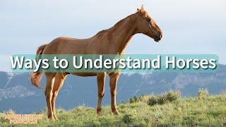 Horse Behavior: Understanding the Language of Equines|Body Language |Vocalizations|Scent|Hierarchy