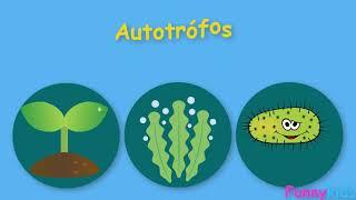 Organismos autótrofos y heterótrofos// Videos educativos para niñod