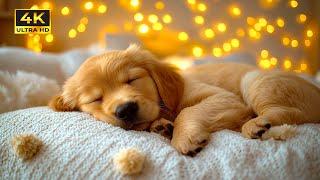 3 Hours Of Deep Sleep Dog Relaxing MusicMusic Helps Reduce Anxiety  In Dogs At HomeSoothing Melody
