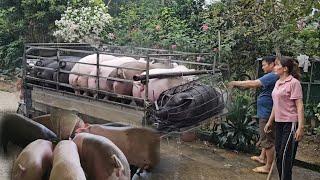 Full video: Process of raising pigs from small to large, selling to traders 120kg. ( Ep 304 ).