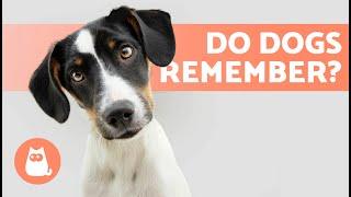 Do Dogs Have a GOOD MEMORY?  How  Much do Dogs Remember?