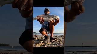 This shrimp does the job! #fishing #fish #saltwaterfish #viralvideo #redfish