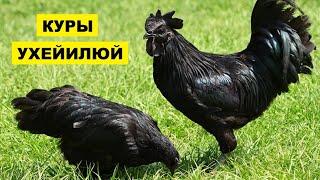 Разведение кур породы Ухейилюй как бизнес идея | Куры Ухейилюй