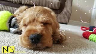 10 Hours of Relaxing Music  Sleep Music, Soft Piano Music & Healing Music  Dog Puppy Pet